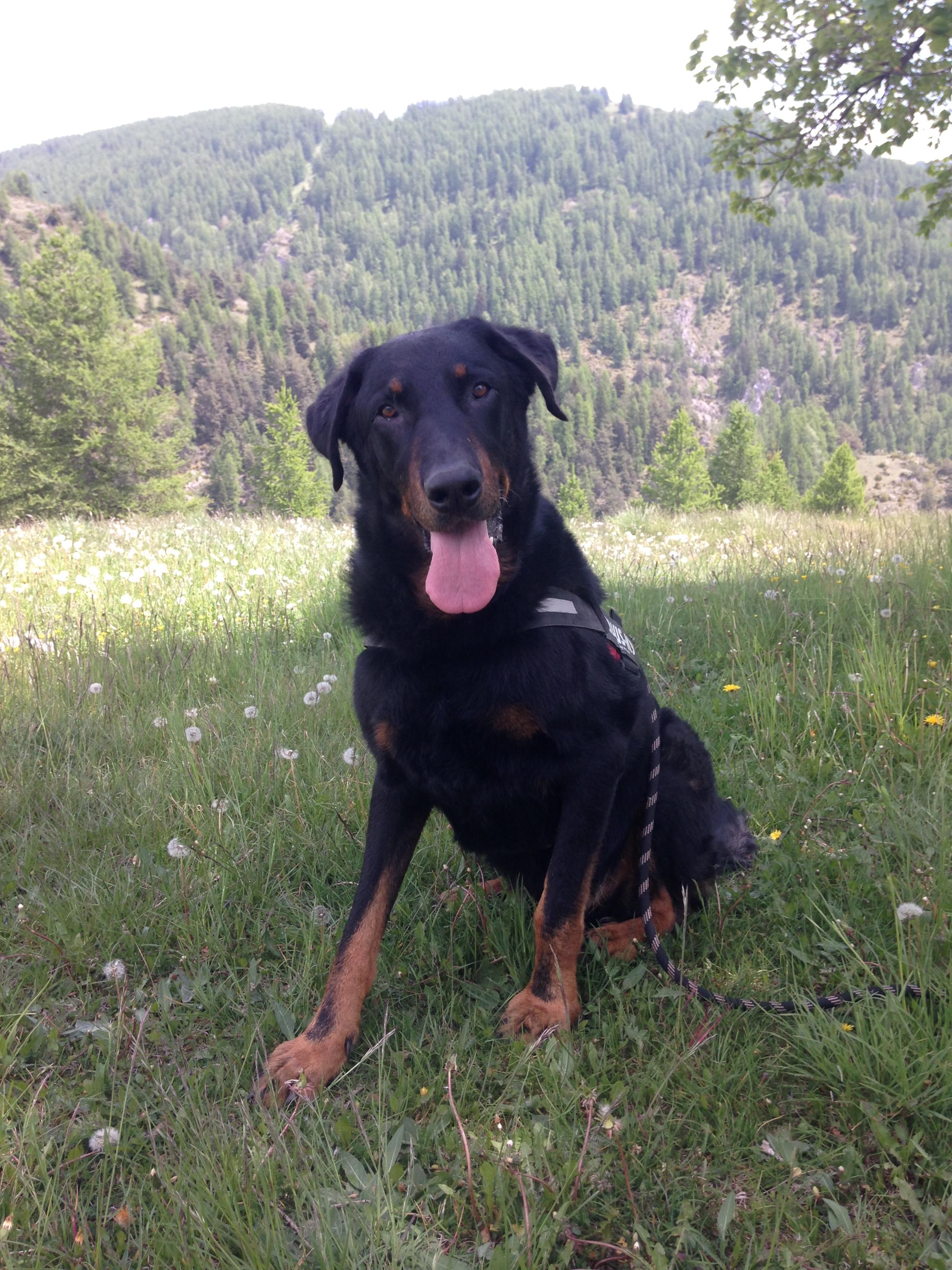 domainedelalicorne.fr photo chien beauceron photo chiot beauceron Elevage de beauceron chiot beauceron pure race élevage du clos de la licorne elevage des gardiens de la licorne elevage beauceron noir et feu authentique gros gabarits élevage de Beauceron familial sérieux et qualité domainedelalicorne.fr suivi des chiots conseil d’éducation chiot propre bas rouge santé caractère spécialiste du beauceron noir et feu ou arlequin chien rustique berger de France  nos chiots sont élevés avec amour et attention notre passion au service de la qualité Beauceron de qualité et sportif domaine de la licorne 04380 BARRAS élevage en liberté éleveur berger de beauce élevage de beauceron de travail 06 11 20 51 93 site domainedelalicorne.fr mail domainedelalicorne@gmail.com